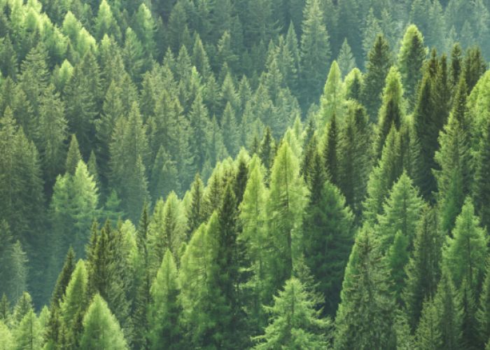 Partenaire industriels bois